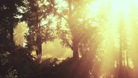 Magische-Dunkle-Herbstwaldlandschaft-Mit-Warmen-Lichtstrahlen